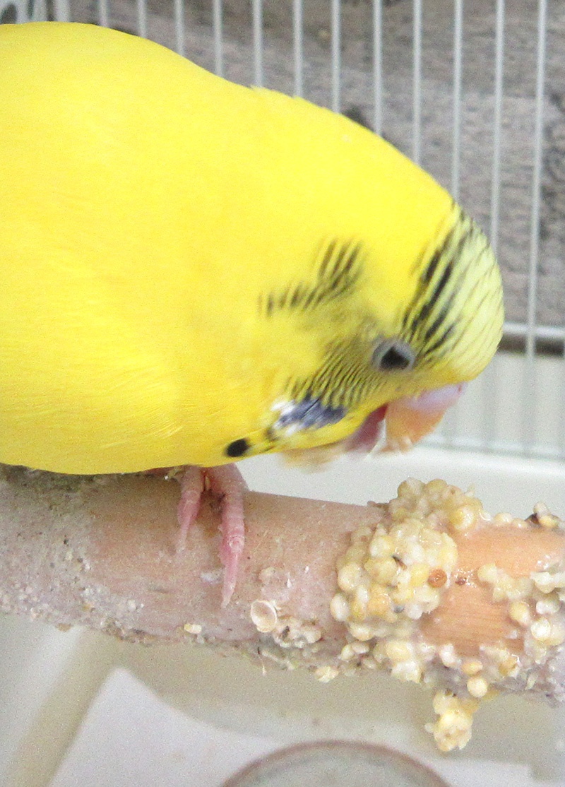 吐く セキセイ インコ