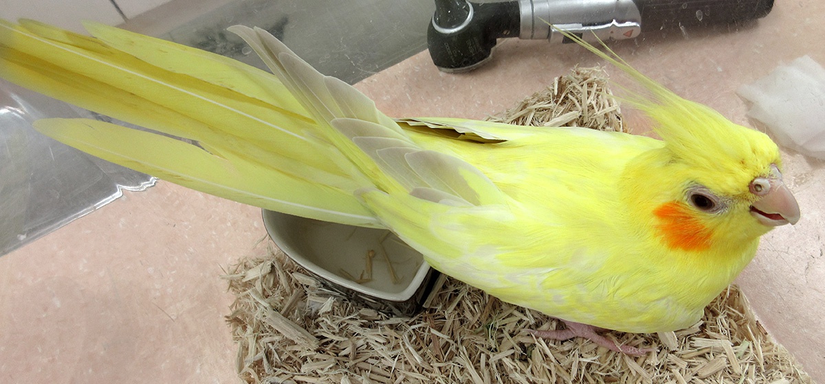 羽色が変化している | 羽に関する異常がある | たかつき鳥の病院